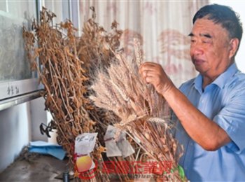 安徽省阜陽(yáng)市太和縣種糧大戶徐淙祥——追夢(mèng)科學(xué)種田路