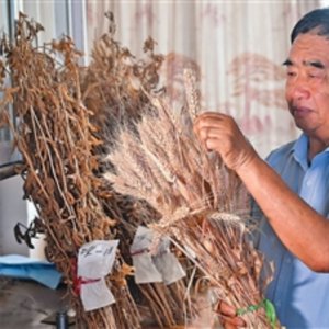 安徽省阜陽市太和縣種糧大戶徐淙祥——追夢科學種田路